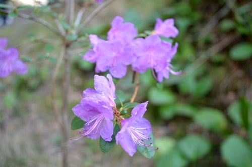 Нежные цветы маральника